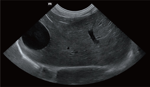 Liver and gallbladder of canine